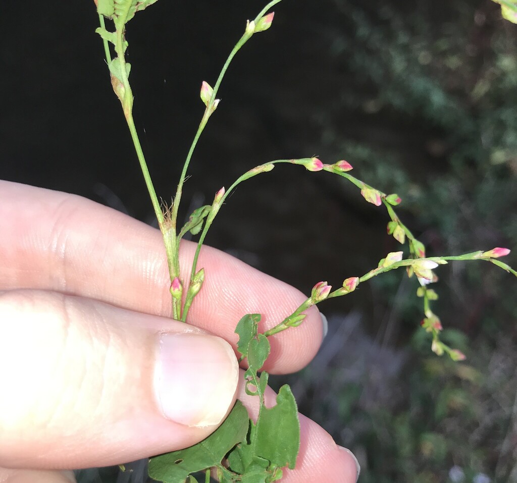 Persicaria pubescens; photograph author not stated, no rights reserved