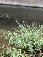 Persicaria pubescens
