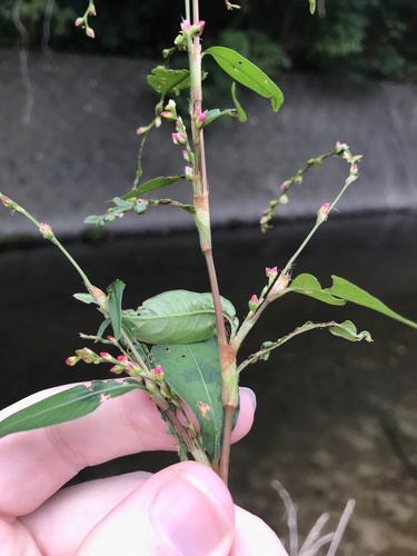 Persicaria pubescens, photograph 3