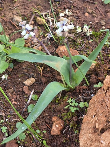 Bellevalia cyrenaica
