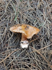 Cortinarius glaucopus