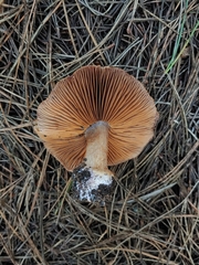 Cortinarius glaucopus