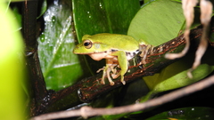 Zhangixalus prasinatus