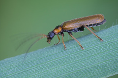Rhagonycha nigriventris