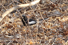 Copsychus albospecularis