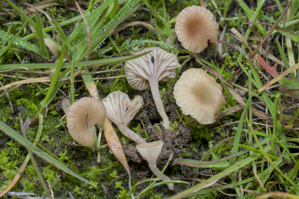 Contumyces rosellus · January 2026 · photo: © kcelshoff (iNaturalist, cc-by)
