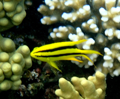 Behn's damsel (Neoglyphidodon nigroris) — Pomacentridae — 4