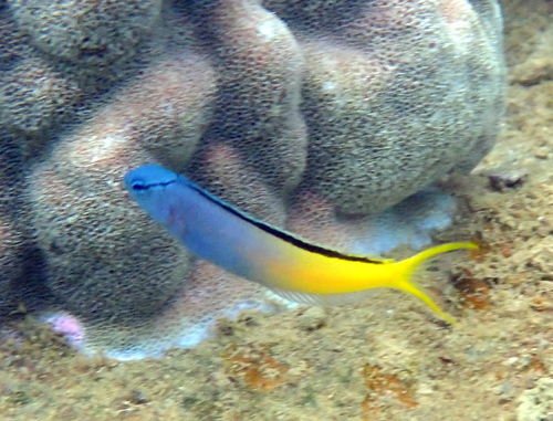 Eyelash fangblenny (Meiacanthus atrodorsalis) — Blenniidae — 2