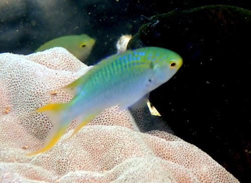 Coral demoiselle (Neopomacentrus nemurus) — Pomacentridae — 3
