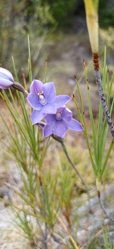 Thelymitra pulchella, 2026-01-20