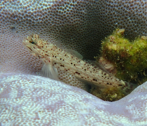 Goldman's goby (Istigobius goldmanni) — Gobiidae — 3