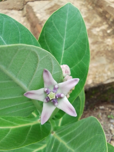 Calotropis gigantea