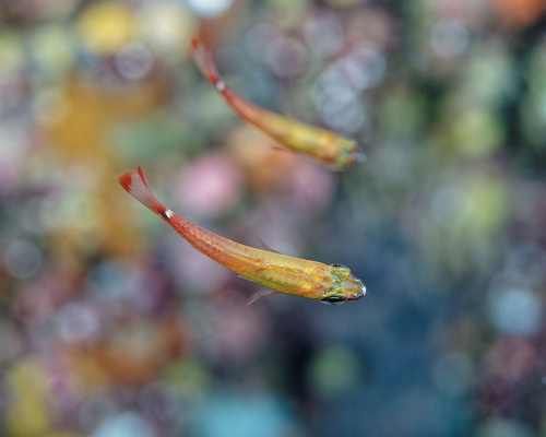 Redfin cardinalfish (Ostorhinchus dispar) — Apogonidae — 4