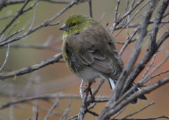 Crithagra symonsi