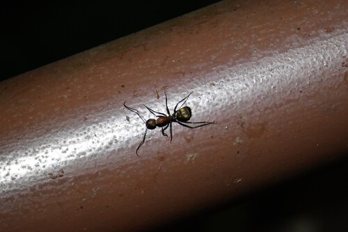 背视图图像 - Felix Wu