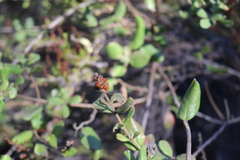 Lonicera subspicata denudata