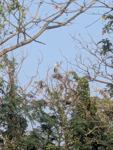 Asian Openbill