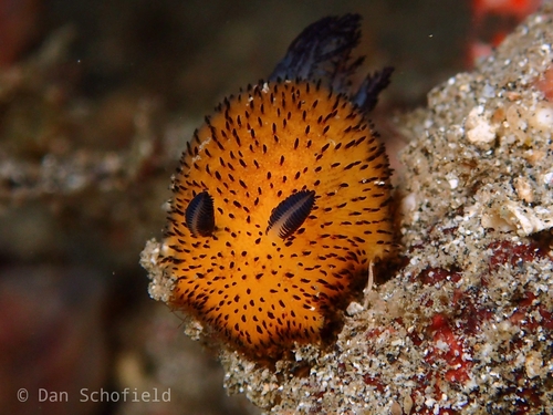 Peppercorn Velvet Dorid
