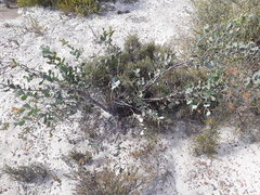 Hakea prostrata