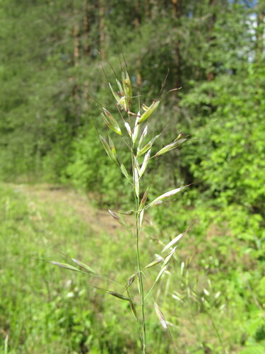 Downy Oat-grass (Avenula pubescens)