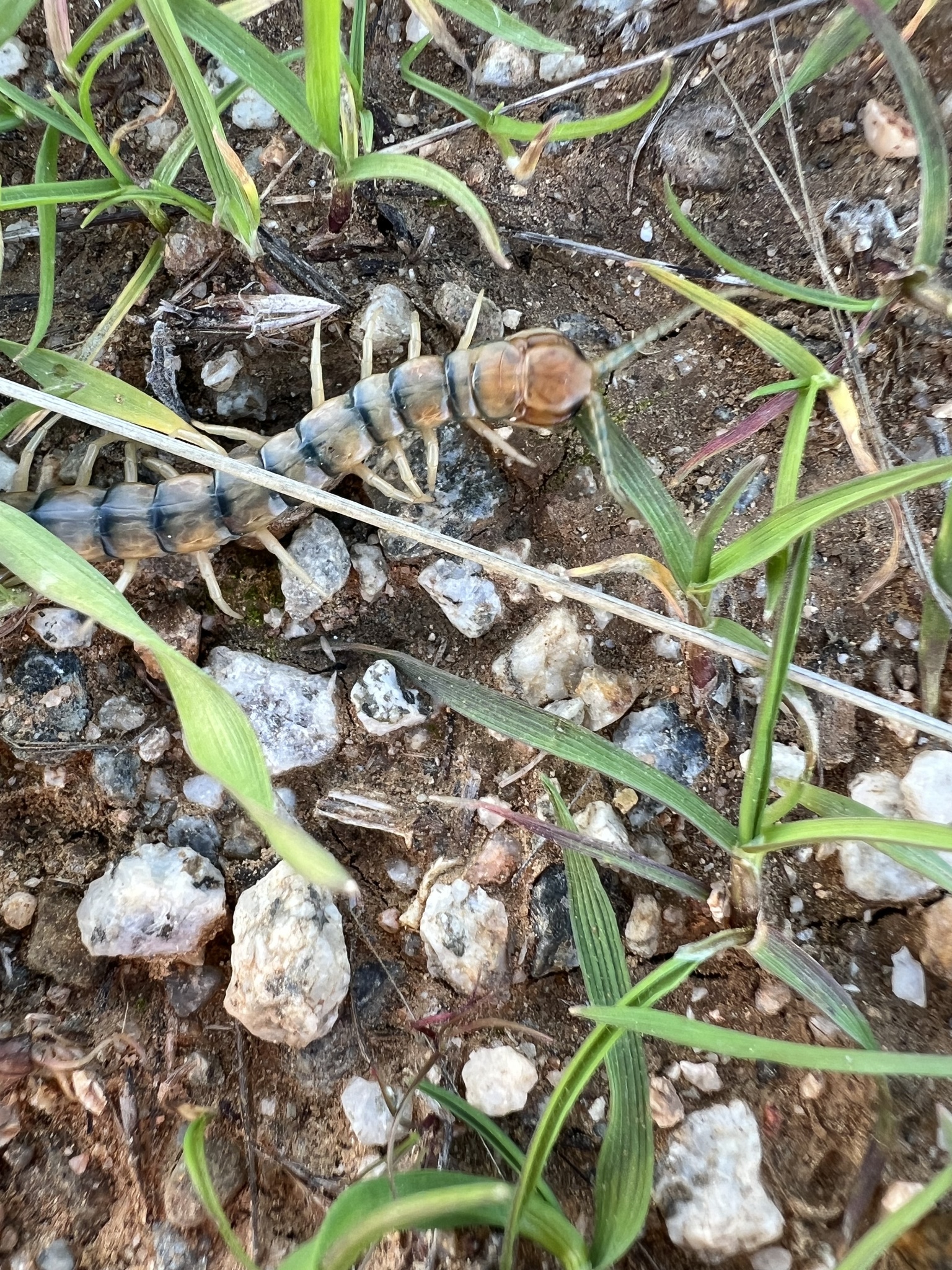 Scolopendra polymorpha Wood, 1861