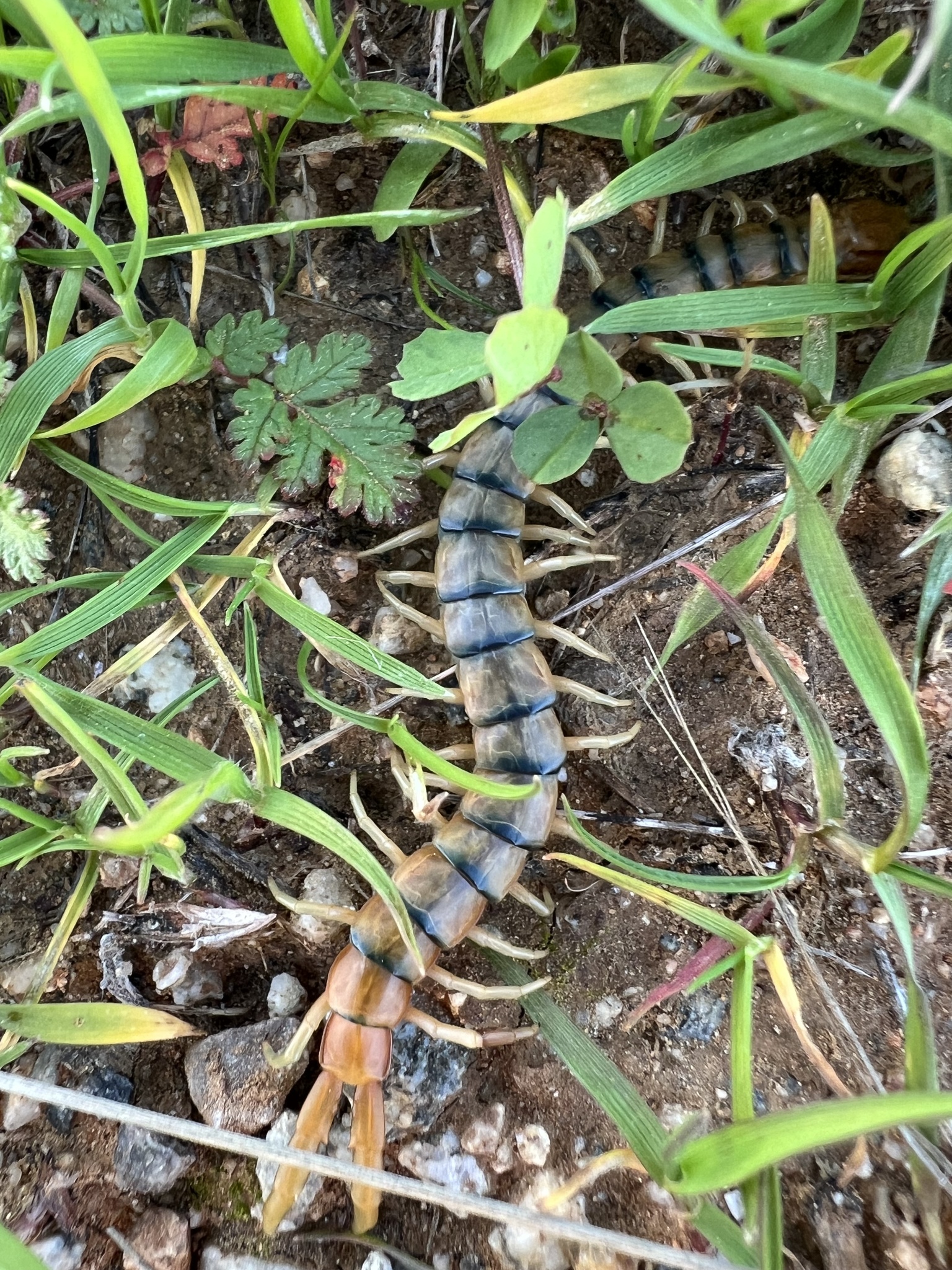 Scolopendra polymorpha Wood, 1861