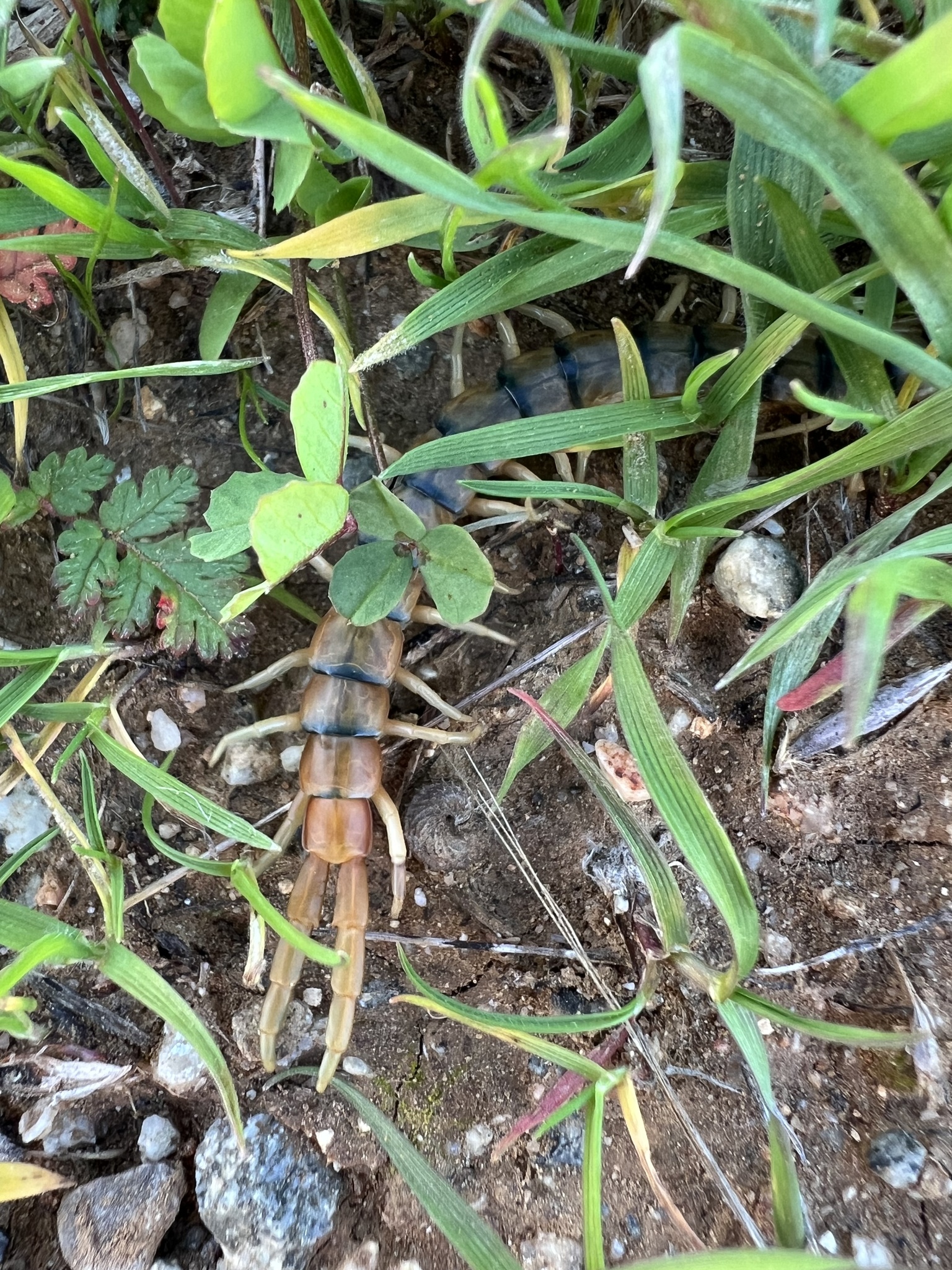 Scolopendra polymorpha Wood, 1861