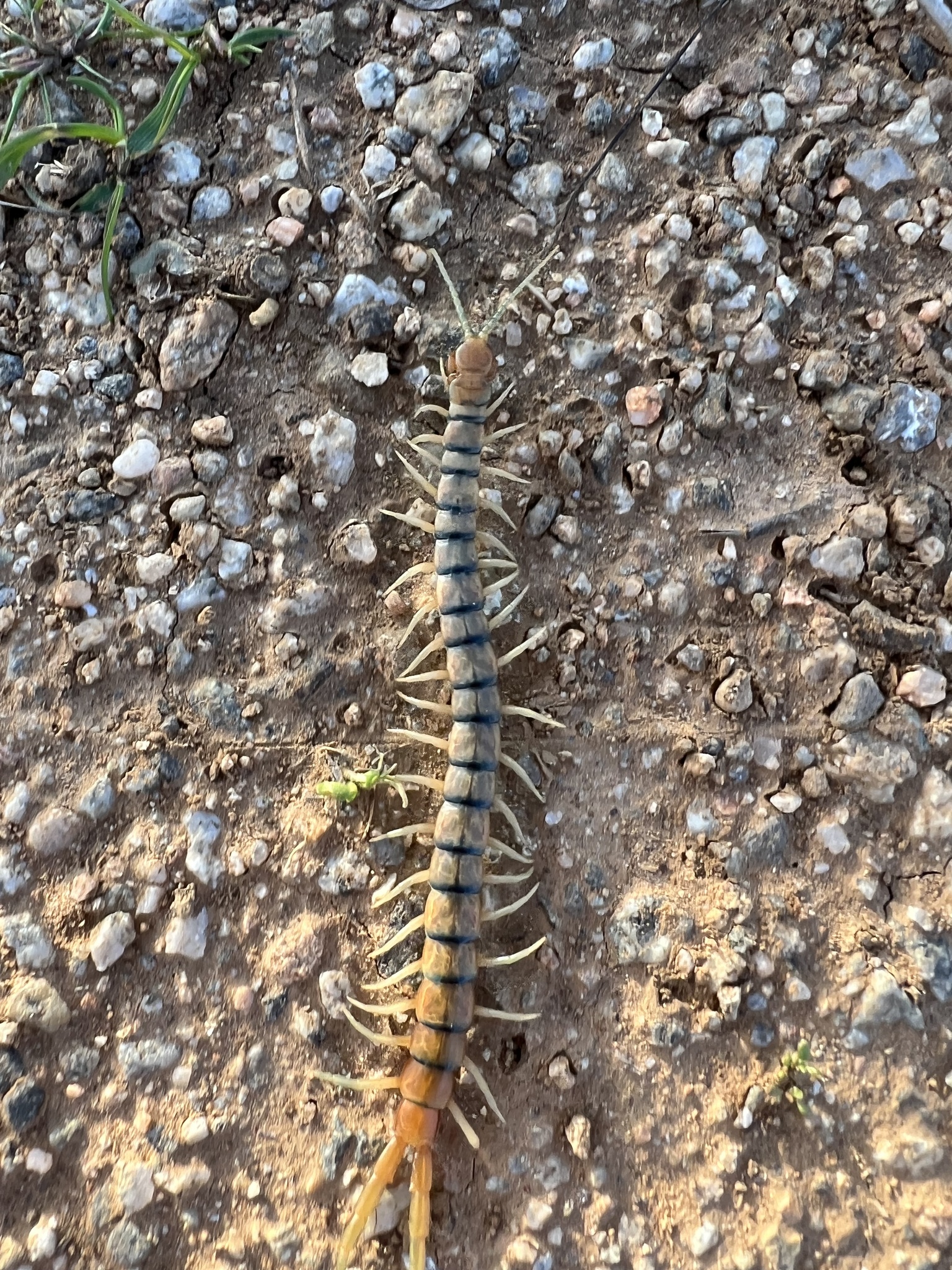 Scolopendra polymorpha Wood, 1861