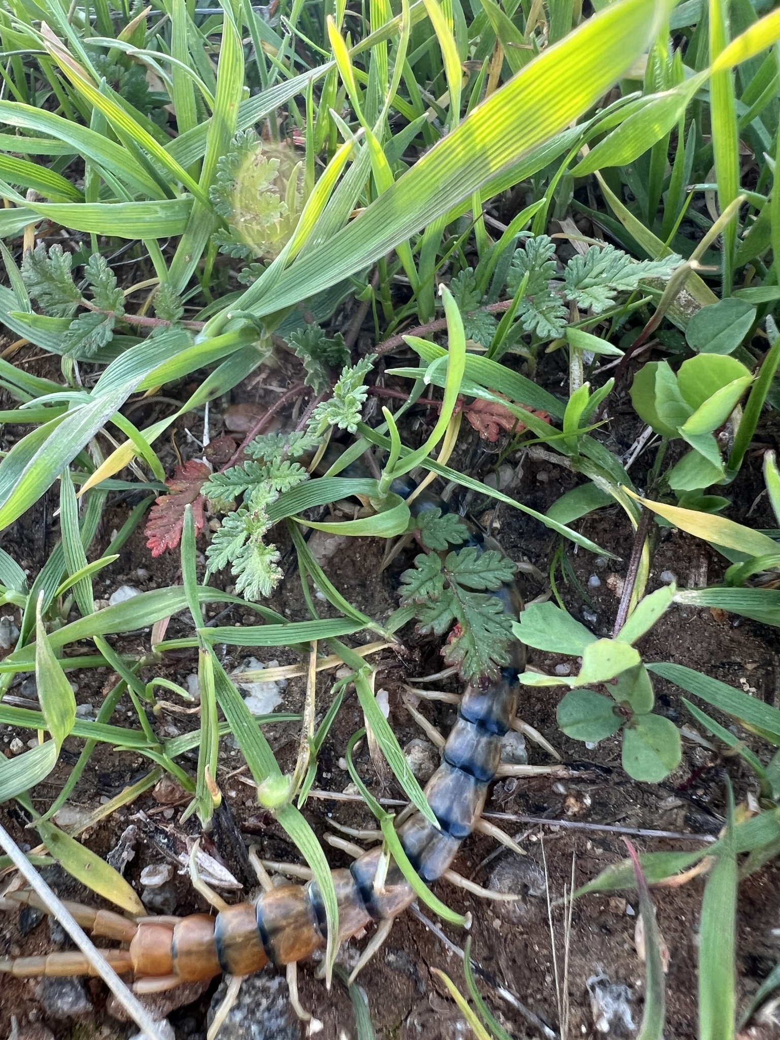 Scolopendra polymorpha Wood, 1861