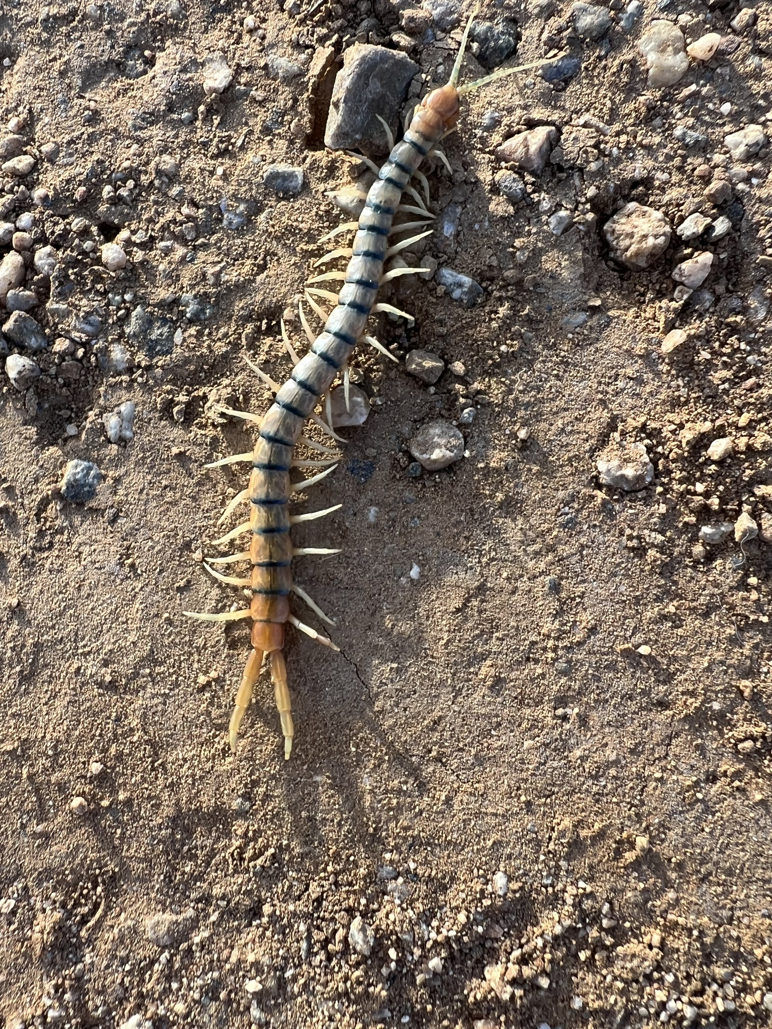 Scolopendra polymorpha Wood, 1861