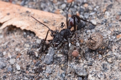 Rhytidoponera taurus