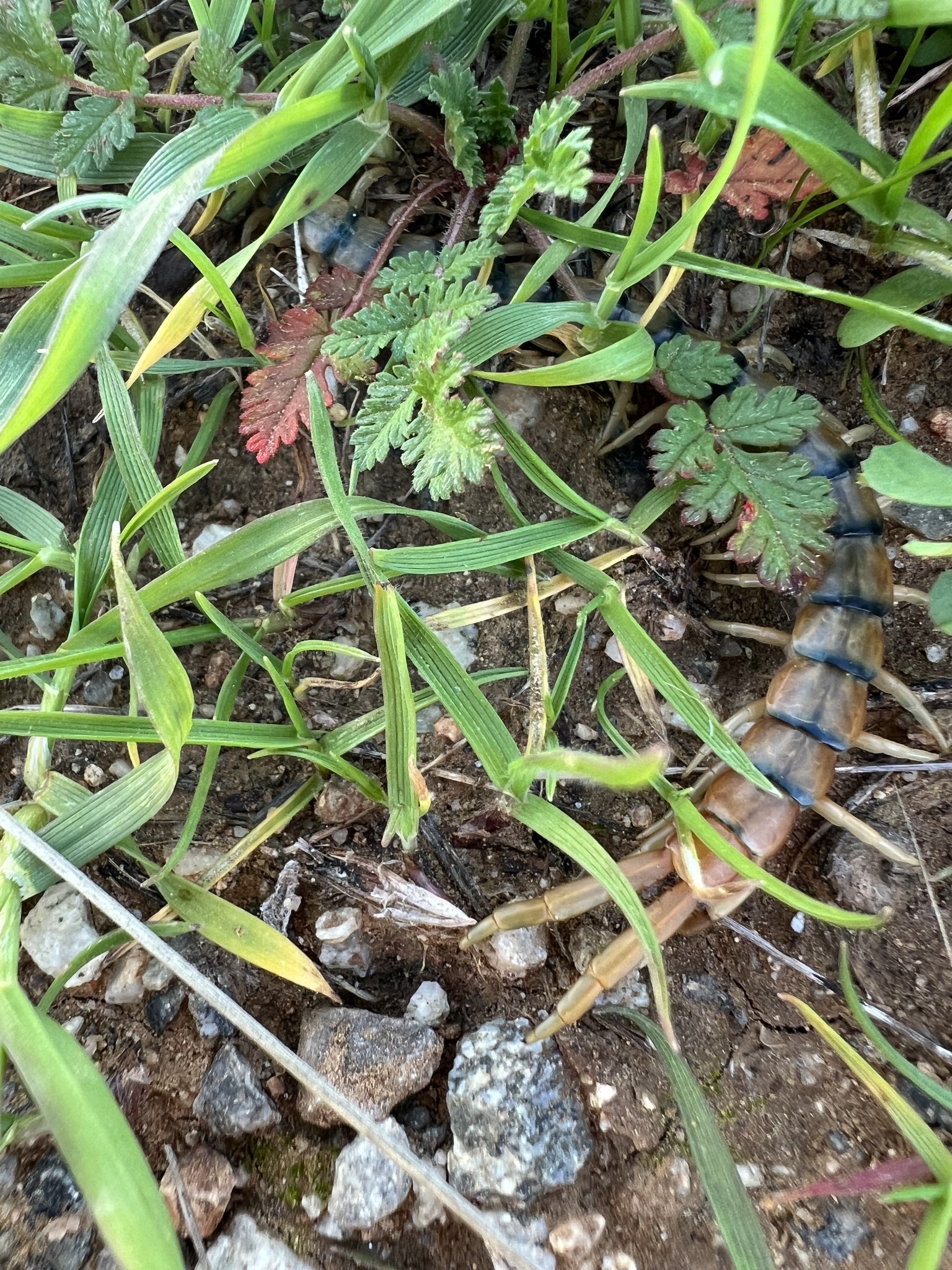 Scolopendra polymorpha Wood, 1861