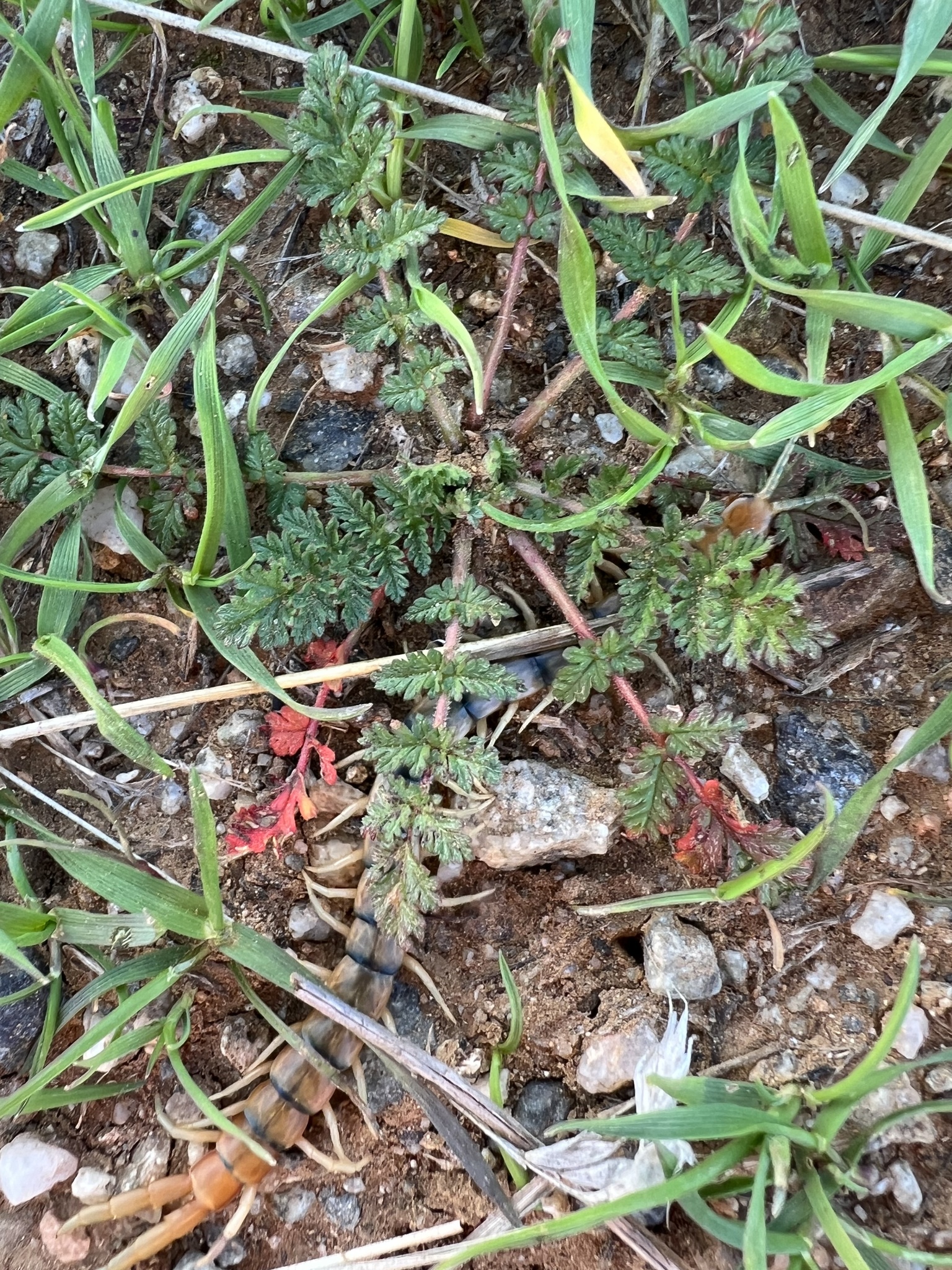 Scolopendra polymorpha Wood, 1861