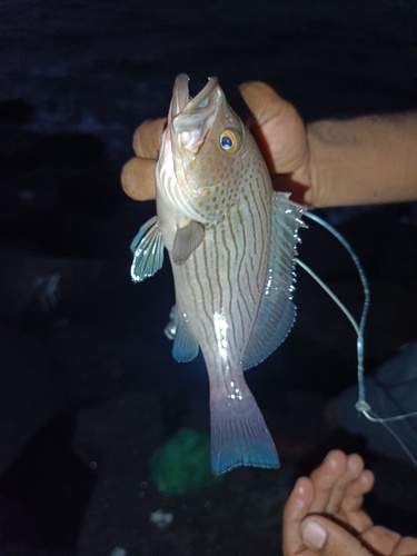 Epinephelus undulosus observed 2026-01-19