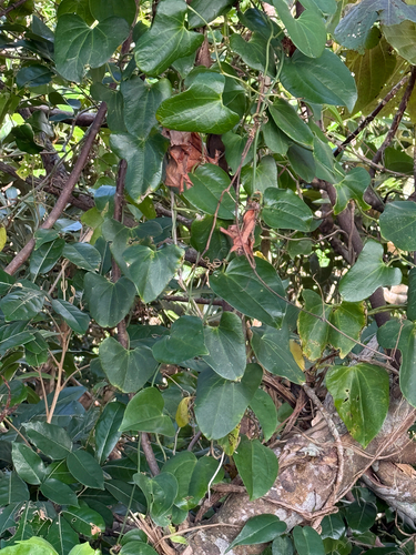 Aristolochia zollingeriana observed 2026-01-20