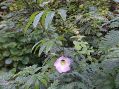 Ipomoea heterodoxa