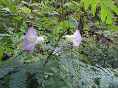Ipomoea heterodoxa