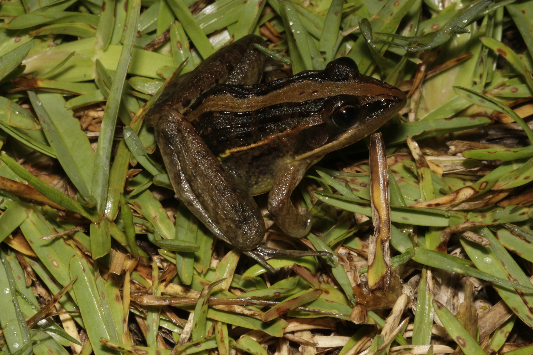 Bocage's Grassland Frog photo 6