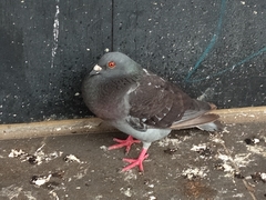 Columba livia domestica