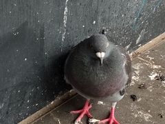 Columba livia domestica