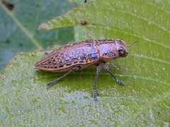 Lampetis