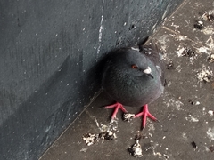 Columba livia domestica
