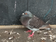 Columba livia domestica