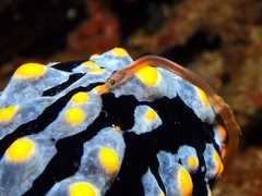 Syngnathidae