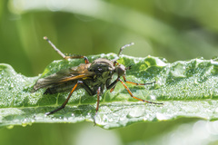 Empis tessellata