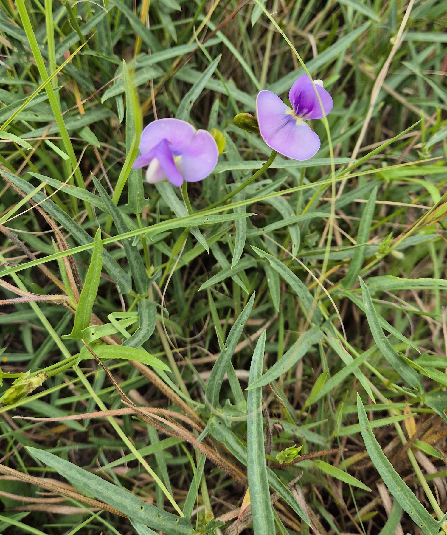 Photo by Jane Trembath via iNaturalist (Copyright Jane Trembath)