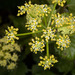 Alexanders - Photo (c) Drepanostoma, some rights reserved (CC BY-NC), uploaded by Drepanostoma