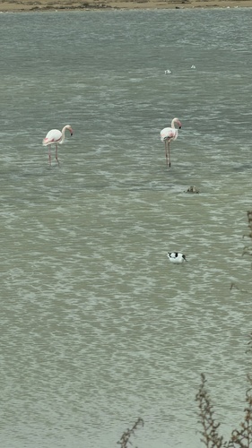 Pied Avocet