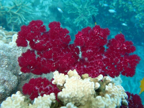 Purple Soft Coral