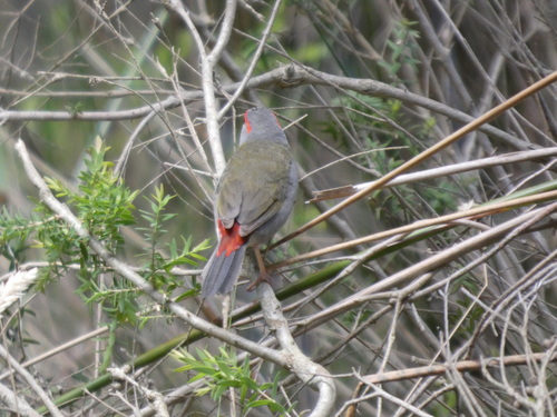 Red-browed Finch (Neochmia temporalis), photo 5